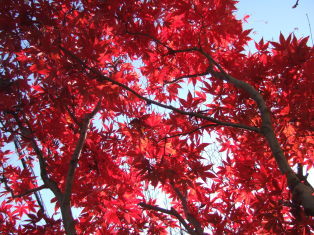 DSCF6455.JPG