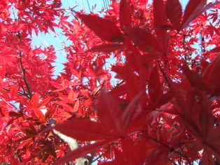 DSCF6457.JPG