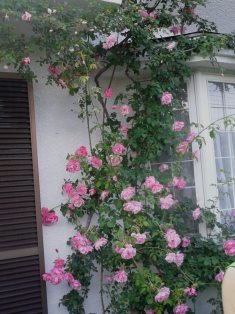 DSC_1843.JPG