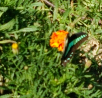 DSC_2582.JPG